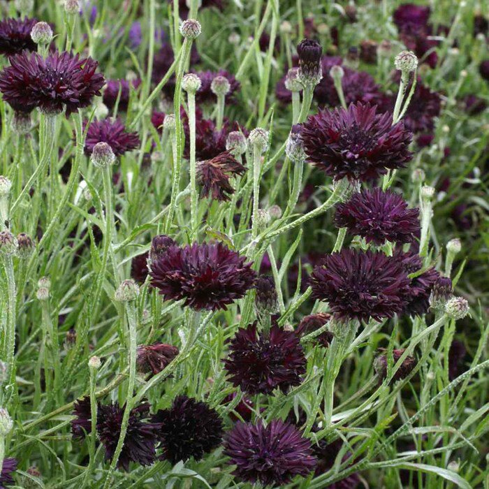 Cornflower Centaurea Cyanus Black Ball Drought Resistant Garden Flower Plant 2000 Seeds Fresh Seeds