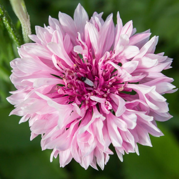 Cornflower Pink Bachelors Button Garden Flower Plant 1000 Seeds Fresh Seeds