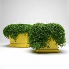 Corsican Mint Ground Cover Plant 50 Pellets Fresh Seeds