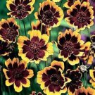 Cosmidium Cosmidium Burridgeanum Brunette Greenthread Flower 1000 Seeds Fresh Seeds