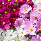 Cosmos Bipinnatus Apollo Garden Flower Mix 100 Seeds Fresh Seeds