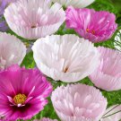 Cosmos Bipinnatus Cupcakes Blush Cut Flower Mix 100 Seeds Fresh Seeds