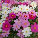 Cosmos Bipinnatus Cutesy Garden Flower Plant Mix 100 Seeds Fresh Seeds