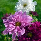 Cosmos Bipinnatus Double Click Garden Flower Plant Mix 100 Seeds Fresh Seeds