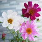 Cosmos Bipinnatus Sea Shells Garden Flower Mix 500 Seeds Fresh Seeds
