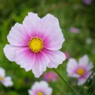 Cosmos Bipinnatus Sensation Day Dream Garden Flower Plant 2000 Seeds Fresh Seeds