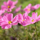 Cosmos Bipinnatus Sensation Gloria Garden Flower Plant 1000 Seeds Fresh Seeds
