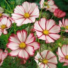 Cosmos Bipinnatus Sensation Picotee Garden Flower Plant 1000 Seeds Fresh Seeds