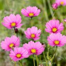 Cosmos Bipinnatus Sensation Pinkie Garden Flower Plant 1000 Seeds Fresh Seeds