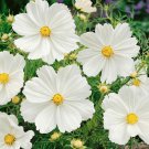Cosmos Bipinnatus Sensation Purity Garden Flower Plant 1000 Seeds Fresh Seeds