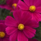 Cosmos Bipinnatus Sonata Carmine Cut Flowers For Bouquets 100 Seeds Fresh Seeds