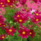 Cosmos Bipinnatus Sonata Purple Garden Flower Plant 100 Seeds Fresh Seeds
