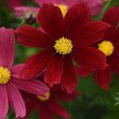 Cosmos Bipinnatus Sonata Red Shades Garden Flower 100 Seeds Fresh Seeds