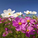 Cosmos Bippanatus Garden Flower Plant Mix 1000 Seeds Fresh Seeds
