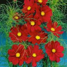 Cosmos Cosmos Bipinnatus Sensation Dazzler Flower 2000 Seeds Fresh Seeds
