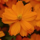 Cosmos Sulphureus Mandarin Orange Garden Flower Plant 100 Seeds Fresh Seeds