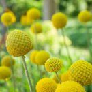 Craspedia Craspedia Globosa Billy Button Drumstick Flower 2000 Seeds Fresh Seeds