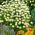 Creeping Daisy Chrysanthemum Paludosum Flower 10000 Seeds Fresh Seeds