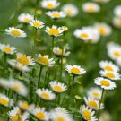 Creeping Daisy Chrysanthemum Paludosum Flower 5000 Seeds Fresh Seeds