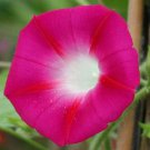 Crimson Rambler Morning Glory Ipomoea Purpurea Flower 250 Seeds Fresh Seeds