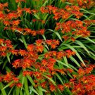 Crocosmia Flower Crocosmia Paniculata 200 Seeds Fresh Seeds