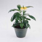 Crossandra Yellow Firecracker Flower 30 Seeds Fresh Seeds