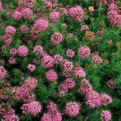 Crucianella Stylosa Crossworts Ground Cover 2000 Seeds Fresh Seeds