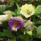 Cup Saucer Vine Cobaea Scandens Vine Mix 200 Seeds Fresh Seeds