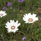 Cupids Dart Catananche Caerulea Alba White Flower 500 Seeds Fresh Seeds