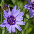 Cupids Dart Catananche Caerulea Blue Drought Resistant Flower Plant 500 Seeds Fresh Seeds