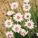 Cupids Dart Catananche Caerulea Alba White Flower 1000 Seeds Fresh Seeds