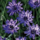 Cupids Dart Catananche Caerulea Blue Flower 1000 Seeds Fresh Seeds