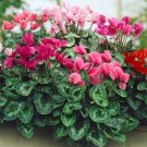 Cyclamen Giant Cyclamen Persicum Flower 100 Seeds Fresh Seeds