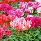 Cyclamen Cyclamen Persicum Butterfly Mix Flower 20 Seeds Fresh Seeds