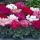 Cyclamen Cyclamen Persicum Flower 10 Seeds Fresh Seeds