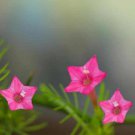Cypress Vine Ipomoea Pennata Rose Flower 200 Seeds Fresh Seeds