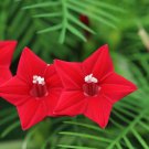 Cypress Vine Ipomoea Pennata Red Flower 200 Seeds Fresh Seeds