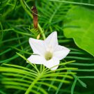 Cypress Vine Ipomoea Pennata White Flower 100 Seeds Fresh Seeds