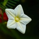 Cypress Vine Ipomoea Pennata White Flower 200 Seeds Fresh Seeds