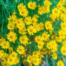 Dahlberg Daisy Thymophylla Tenuiloba Ground Cover 10000 Seeds Fresh Seeds