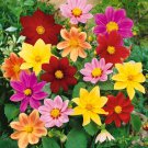 Dahlia Dahlia Variabilis Mignon Mix Flower 1000 Seeds Fresh Seeds