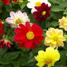 Dahlia Dahlia Variabilis Mignon Mix Flower 500 Seeds Fresh Seeds