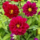 Dahlia Dahlia Variabilis Opera Violet Flower 200 Seeds Fresh Seeds