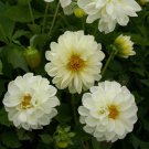 Dahlia Dahlia Variabilis Opera White Flower 400 Seeds Fresh Seeds