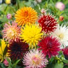 Dahlia Dahlia Variabilis Cactus Mix Flower 500 Seeds Fresh Seeds