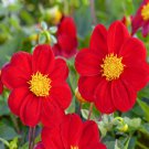 Dahlia Dahlia Variabilis Mignon Red Flower 1000 Seeds Fresh Seeds