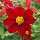 Dahlia Dahlia Variabilis Mignon Red Flower 500 Seeds Fresh Seeds