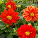 Dahlia Dahlia Variabilis Opera Orange Flower 200 Seeds Fresh Seeds