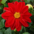 Dahlia Dahlia Variabilis Opera Red Flower 400 Seeds Fresh Seeds