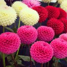 Dahlia Dahlia Variabilis Pompon Flower Mix 500 Seeds Fresh Seeds